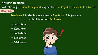 explain the five stages of prophase 1 of meiosis  Stages of Prophase 1  Leptotene biology ssc [upl. by Anileuqcaj]