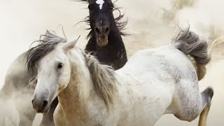 Brutal Stallion Mating Fight  Planet Earth II  BBC Earth [upl. by Taryne]