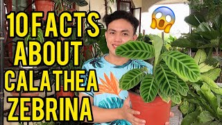 10 FACTS ABOUT CALATHEA ZEBRINA  CARE TIPS AND COMMON PROBLEMS [upl. by Acilgna]