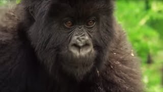 Meet This Family of Mountain Gorillas  Cousins  BBC Earth [upl. by Ifill]