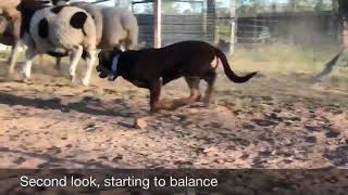 Australian Working Kelpie pup starting her training on sheep at 3 months old [upl. by Arayk]