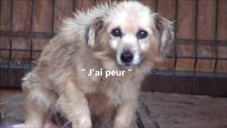 Le triste sort des chiens de Roumanie [upl. by Ioyal937]