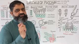 Life Cycle of Puccinia UrduHindi medium  Prof Masood Fuzail  Rusts Fungi  Puccinia graminis [upl. by Irakab550]