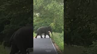 Big Elephant Sudden Appearance Caught on Camera elephant elephantattack srilanka [upl. by Ydissac]