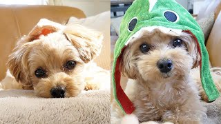 Cute Maltipoo Puppies Compilation 2 [upl. by Hayikaz]