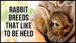 Rabbit Breeds That Like To Be Held Part 1 [upl. by Balduin]