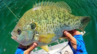 Fishing for 3 POUND BLUEGILL [upl. by Ydderf503]