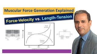 Muscular Force Generation  ForceVelocity relationship  LengthTension Relationship  BME310 [upl. by Yromas]