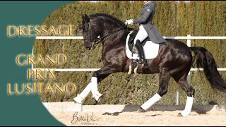 ¡¡¡¡¡ SOLD  TOP BLACK LUSITANO GRAND PRIX EXERCICIES [upl. by Sacha]