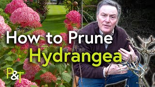 How to Prune Hydrangea A Martin Masterclass  Pots amp Trowels [upl. by Delfine299]