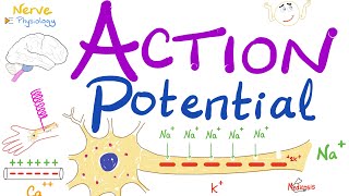 Action Potential  Most COMPREHENSIVE Explanation  Nerve Physiology [upl. by Heda549]