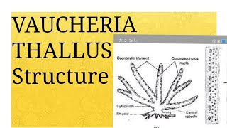 Lecture 01 VAUCHERIA Thallus Structure [upl. by Onailil]