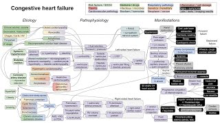 Congestive heart failure mechanism of disease [upl. by Yeaton]