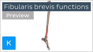 Functions of the fibularis brevis muscle preview  3D Human Anatomy  Kenhub [upl. by Aitnohs]