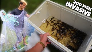 Capturing 200 Invasive Fish For Feeding INSANE [upl. by Bryna]