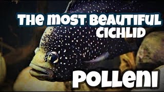 The Most Beautiful Cichlid in the World the Paratilapia Polleni [upl. by Hesky]