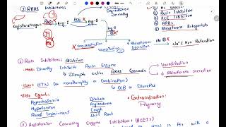 Antihypertensive Pharmacology  RAAS Inhibitors  ACE inhibitors  Angiotensin Receptor Blockers P3 [upl. by Elmina]