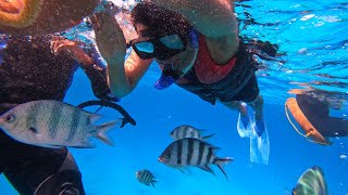 Snorkeling Red Sea Hurghada Egypt 🇪🇬 [upl. by Henrik]