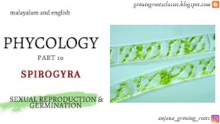 Sexual Reproduction In Spirogyra  Malayalam  Lateral Scalariform amp Self Conjugation In Spirogyra [upl. by Ku]