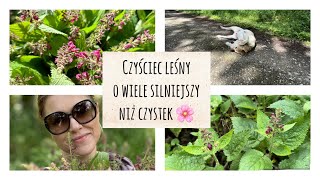 Czyściec leśny odstraszy kleszcze i uchroni Cię przed boreliozą 🌸🌷 [upl. by Ecenahs]