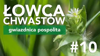 Łowca Chwastów odc 10 – gwiazdnica pospolita [upl. by Onileba47]