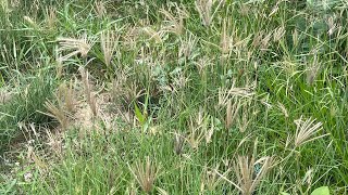 Chloris gayana Chloris abyssinica Rhodes Grass [upl. by Sinnoda575]