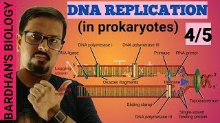 DNA REPLICATION in prokaryotes in HINDI 45 [upl. by Judus31]