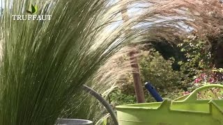 Comment planter la graminée Stipa  cheveux dange au jardin   Truffaut [upl. by Mechelle444]