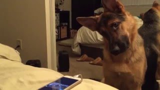 My German Shepherd Howling and doing head tilts [upl. by Randene]