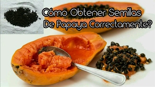 Como obtener semillas de papaya correctamente [upl. by Sinnaoi]