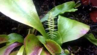 Venus flytrap captures its first meal after a long winter Bye fly [upl. by Brieta]