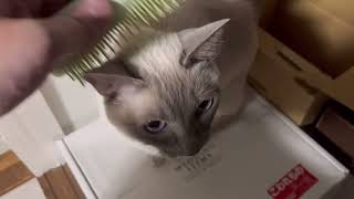 【tonkinese】cat loves matt トンキニーズ [upl. by Kreegar975]