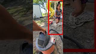 Vacuum vs Wasps How to Relocate a Deadly Nest insects wasps [upl. by Eenal]