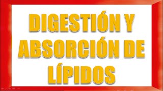 DIGESTIÓN Y ABSORCIÓN DE LÍPIDOS [upl. by Yasmin193]