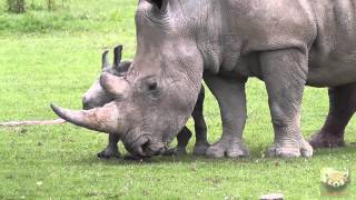 Baby Rhinoceros quotAstridquot at Cotswold Wildlife Park 1st July 2013 [upl. by Rees]