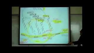 TRANSCRIPTION TRANSLATION amp THE FORMATION OF UREA amp URIC ACID by Professor Fink [upl. by Bullion227]