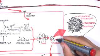 Physiology of Lipoproteins Cholesterol [upl. by Ajssatsan844]