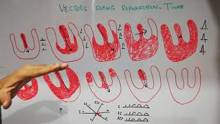 CVS physiology 30 Vector analysis during repolarization of the ventricles ECG basics for students [upl. by Templeton]