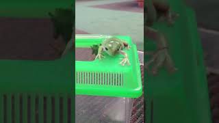 Tree frog eating cricket out of hand whites tree frog dumpy tree frog hand feeding adorable frog [upl. by Bhatt]