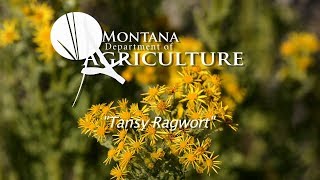 Noxious Weed Videos Vol 3 5 Tansy Ragwort [upl. by Robby]