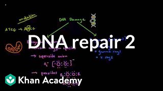 DNA repair 2  Biomolecules  MCAT  Khan Academy [upl. by Sosna]