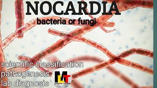 Nocardia ।। IntroductionScientific Classification Pathogenesis Laboratory Diagnosis of Nocardia [upl. by Aynekal]