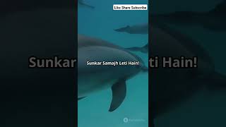 Facts about Dolfins  OkkBuddy  🐬 facts motivation love dolfin educational [upl. by Guttery]