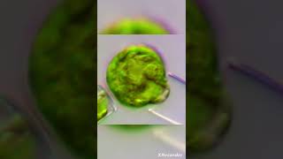 Oedogonium algae Zoospore formation [upl. by Assin]