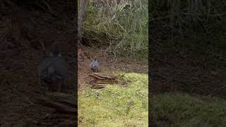 Wood pigeon captured with Browning Spec ops elite hp5 browningtrailcameras trailcamera [upl. by Anastassia497]