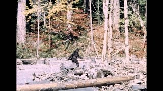 Bigfoot  PattersonGimlin Film  Stabilized  10201967 [upl. by Adiahs]