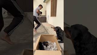 Rottweiler ke puppies le kr bhag gya 😂mother reaction 🥰rottweiler puppy motherlove [upl. by Brott]