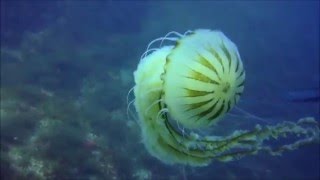 Medusa aguamar gigante Chrysaora hysoscella  Giant compass jellyfish [upl. by Markson838]