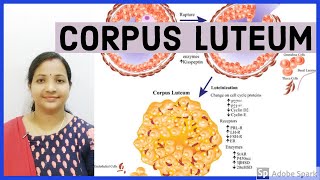 Formation of corpus luteumCorpus albicansBiologyNEET by SP Mam [upl. by Ennael]