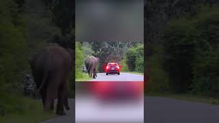 quotElephant charge caught on camera – intense footagequot elephant elephanthabitat [upl. by Auoh]